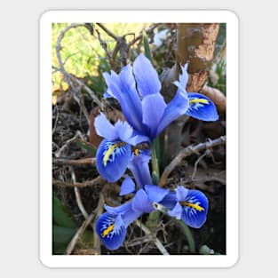 Mini Blue Iris Sticker